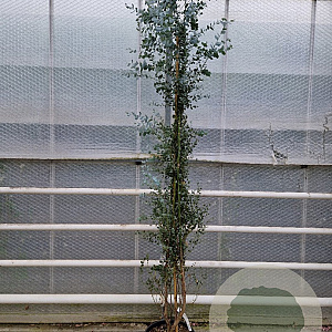 Eucalyptus gunnii Azura 200-250 cm 25L
