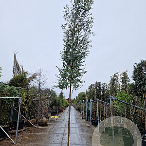 Eucalyptus gunnii Azura 200 cm stam 50L 12-14