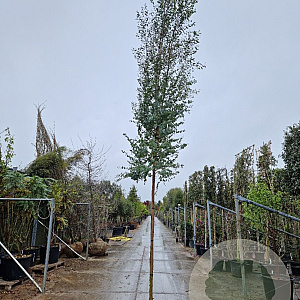 Eucalyptus gunnii Azura 200 cm stam 50L 12-14