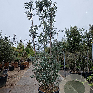 Eucalyptus gunnii Azura 300-350 cm cont. 150L meerstammig
