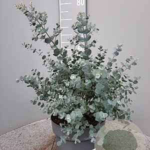 Eucalyptus gunnii GM C6L