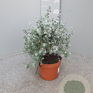 Eucalyptus gunnii GM P17