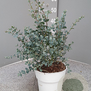 Eucalyptus gunnii GM P17