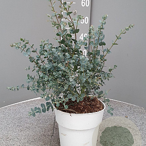 Eucalyptus gunnii GM P17
