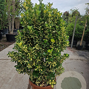 Euonymus jap. 'Medio-pictus' 80-100 cm 2,5L