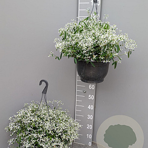 Euphorbia 'Silver Fog' GM C6L