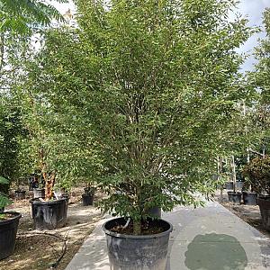 Fagus syl. 'Aspleniifolia' 275-300 cm container struik