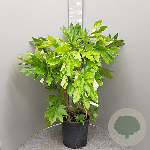 Fatsia japonica 100-125 cm 18L
