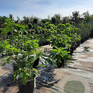 Ficus carica 100-125 cm 30L