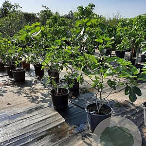 Ficus carica 100-125 cm 30L