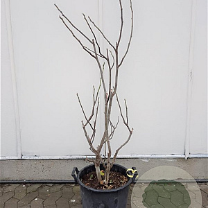 Ficus carica 100-125 cm 30L