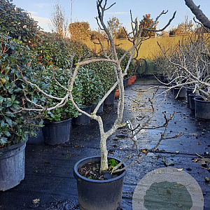 Ficus carica 100-125 cm container