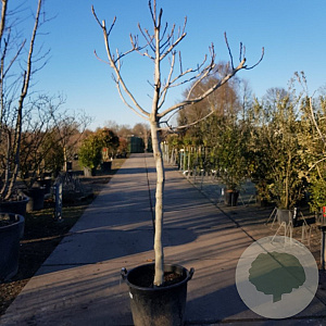 Ficus carica 120 cm stam container 18-20