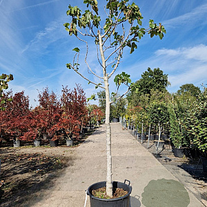 Ficus carica 120 cm stam container 18-20