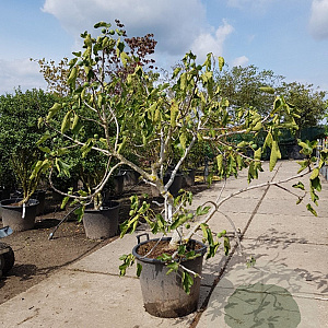Ficus carica 125-150 cm container 
