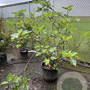 Ficus carica 150-175 cm container 