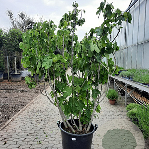Ficus carica 150-175 cm container meerstammig