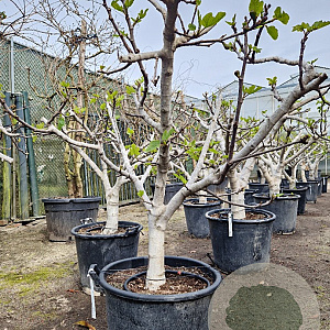 Ficus carica 150 cm stam container 20-25 lei 150x150