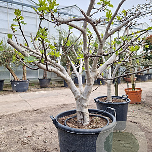 Ficus carica 150 cm stam container 30-35 extra
