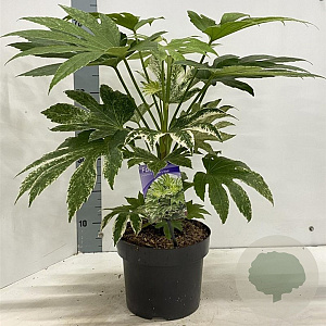 Fatsia japonica 'Spider's Web' 30-40 cm 5,0L