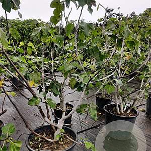 Ficus carica 175-200 cm container meerstammig