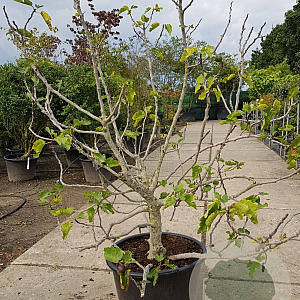 Ficus carica 175-200 cm container meerstammig
