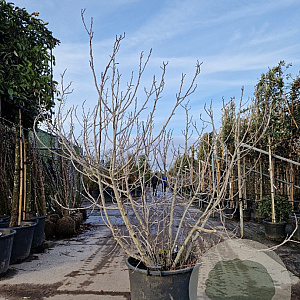 Ficus carica 175-200 cm container meerstammig