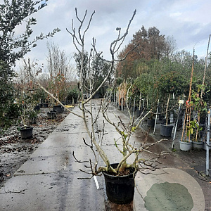 Ficus carica 175-200 cm container meerstammig
