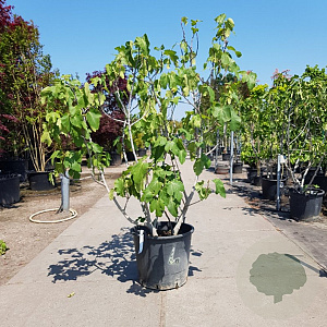 Ficus carica 175-200 cm container meerstammig