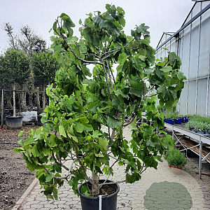 Ficus carica 175-200 cm container meerstammig