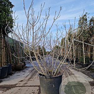 Ficus carica 175-200 cm container meerstammig