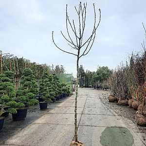 Ficus carica 180 cm stam draadkluit 10-12