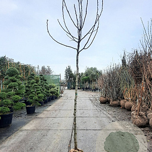 Ficus carica 180 cm stam draadkluit 12-14