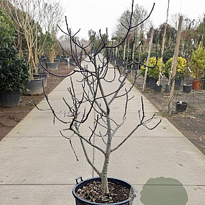 Ficus carica 200-250 cm cont. 130L meerstammig