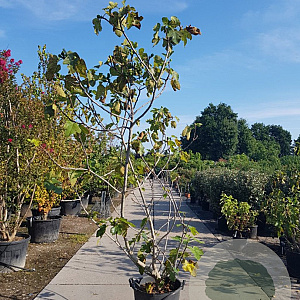 Ficus carica 200-250 cm container meerstammig