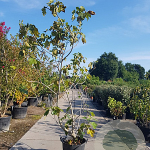 Ficus carica 200-250 cm container meerstammig