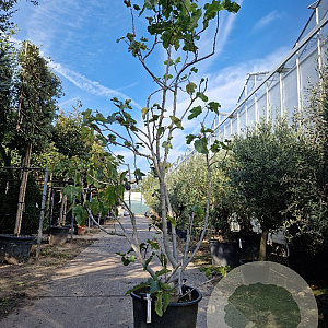 Ficus carica 250-300 cm container meerstammig 3 stam
