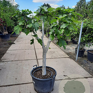 Ficus carica 250 cm stam container 20-25