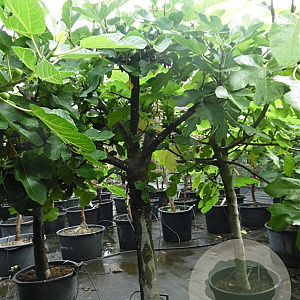 Ficus carica 250 cm stam container 20-25