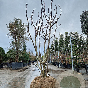 Ficus carica 300-350 cm draadkluit meerstammig bijenkorf