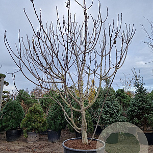 Ficus carica 400-450 cm container
