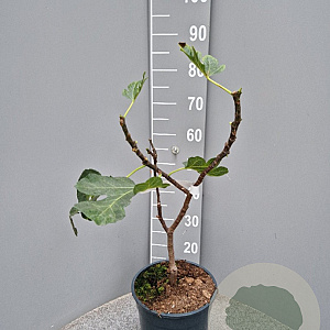 Ficus carica 50-60 cm 6L