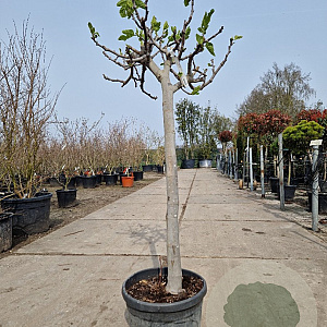 Ficus carica 80 cm stam container 16-18 lei 120x120