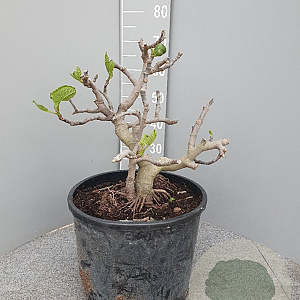 Ficus carica GM 35L