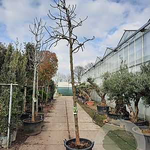 Ficus car. 'Brogiotto Bianco' 220 cm stam container 20-25