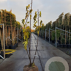 Ficus car. 'Brown Turkey' 200-250 cm draadkluit meerstammig