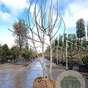 Ficus car. 'Brown Turkey' 250-300 cm draadkluit meerstammig solitair