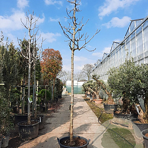 Ficus car. 'Brogiotto Nero' 200 cm stam container 16-18 leiboom
