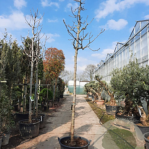 Ficus car. 'Brogiotto Nero' 200 cm stam container 16-18 leiboom