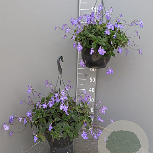 Streptocarpus saxorum GM C6L